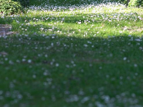 Grüner Weg auf einem Friedhof, gesäumt von Gräbern und Blumen, mit verstreuten Blütenblättern im Sonnenlicht.