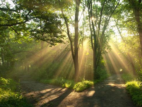 Lichtstrahlen brechen durch Bäume in einem Waldweg, der sich gabelt, umgeben von üppigem Grün.