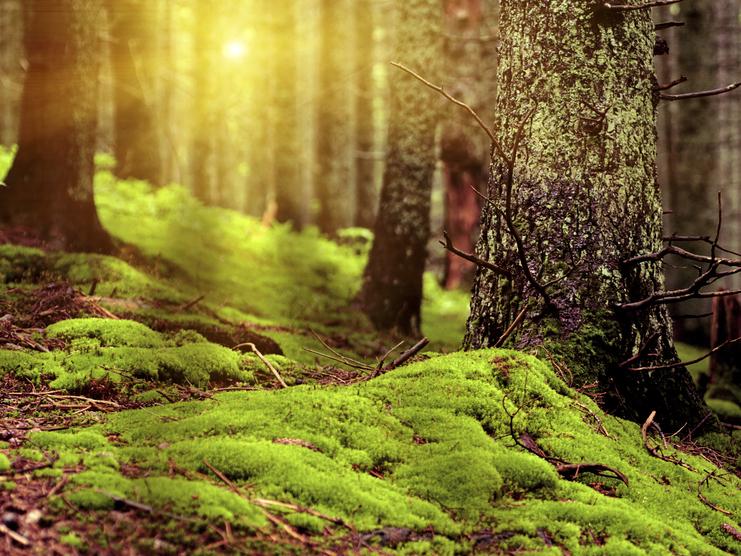 Grüne Moosbedeckung am Waldboden zwischen Bäumen, warmes Licht strömt durch die Baumkronen.