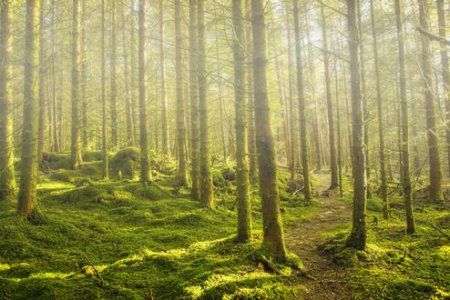 Lichtdurchfluteter Wald mit hohen, moosbedeckten Bäumen und einem gekrümmten Pfad im Vordergrund.