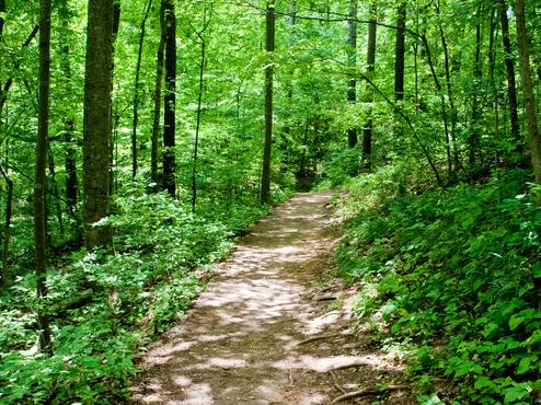 Weg durch einen dichten, grünen Wald, umgeben von hohen Bäumen und lichtem Unterholz.